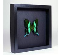 Papilio blumei - Le Paon ou Le machaon Vert - Vrai Papillon de taxidermie monté sous Verre dans Un Cadre Fait Main en Bois Noir