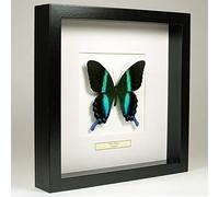 Papilio Blumei - Peacock Butterfly - Vrai Papillon de taxidermie monté sous Verre dans Un Cadre Fait Main en Bois Noir