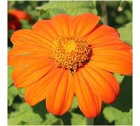 Paquet de 100 graines, la flamme du Mexique graines de tournesol (Tithonia rotundifolia)