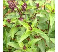 Paquet de 500 graines, graines Thai basilic (Ocimum basilicum)