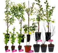 Paquet Food Wald - 20 plantes fruitières - Sur 15m2 de cueillette sauvage ! - Permaculture - Potager - Paquet d'avantages