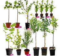 Paquet Food Wald - Exotique et résistant à l'hiver - 13 plantes fruitières - Cueillette sauvage sur 20m2 - Potager en permaculture