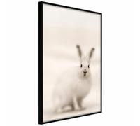 Paris Prix Curious Rabbit