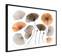 Paris prix Dried Poppies - 20 cm