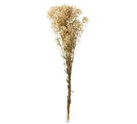 Paris prix plante naturelle - Ivoire