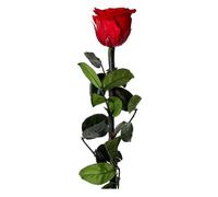 Paris prix Rose artificielle sur tige - Vert