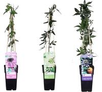 Passiflora - Assortiment - 3 plantes - Ø15cm x Ø65cm - Passiflores exotiques de