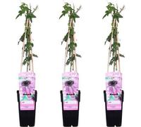 Passiflore Passiflora « Purple Haze » 3 plants Ø15cm x 65cm Décoration exotique