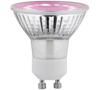 Paulmann Lampe pour plantes à LED, croissance 230 V GU10 3.5 W ambré 1 pc(s)