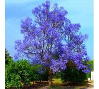 Paulownia Arbre aux clochettes bleues Tomentosa Arbre rustique Grand plant Nouveau design