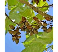 Paulownia tomentosa 25 l- 125-150 cm