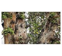 Pcs - 100x Ficus Racemosa Indien Peuplier Feige Arbre Plantes - Graines B1495 - Seeds & Plants Shop by Ipsa