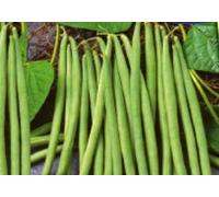 Pcs - 100x Stockbrechbohne Cobra Haricot D'Espagne Légumes Jardin Plantes - Graines K404 - Seeds & Plants Shop by Ipsa