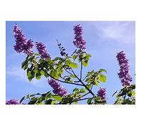 Pcs - 10x Paulownia Tomentosa Blauglocken Arbre Jardin Plantes - Graines ID148 - Seeds & Plants Shop by Ipsa