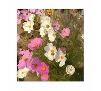 Pcs - 150x Cosmos Sensation Mixed (Aster) Cosmea Semences Jardin Plantes - Graines K23 - Seeds & Plants Shop by Ipsa