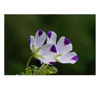 Pcs - 30x Hainblume Spotty Nemophila Maculata Jardin Plantes - Graines KS94 - Seeds & Plants Shop by Ipsa