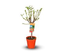Pêcher – Prunus persic - arbre fruitier – variété compacte - ↕ 80-90 cm – ⌀ 20 cm