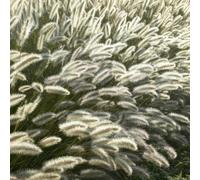 Pennisetum alopecuroides « Hameln » (herbe à balai) 60 plants - Graminée