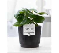 Peperomia Raindrop dans un pot en céramique de 12cm de diamètre, plante