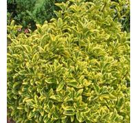 Pérgola du Japon - Euonymus japonicus 'Aureomarginatus' | 60-80 cm en conteneur