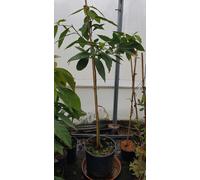 Persea americana 'Nachar' (Semis) / Avocatier race antillaise