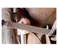 PFERD TOOLS 13180351 Hoof rasp Length 350 mm 1 pc(s)