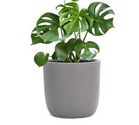 Pflanzwerk® Pot de Fleur Fibre de Verre Cup Ø27cm Gris Jardinière antigel* *Protection UV* *Qualité européenne*