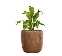 Pflanzwerk® Pot de Fleur Fibre de Verre Cup Ø34cm Rouille Brun Jardinière antigel* *Protection UV* *Qualité européenne*