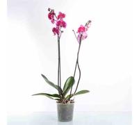 Phalaenopsis hybride rose 2 l 60-80 cm