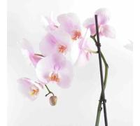 Phalaenopsis hybride rose clair 2 l 60-80 cm