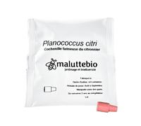 Pheromone cochenille farineuse - Traitement cochenilles farineuses Longue durée 10 semaines - Anti cochenille farineuse - S’utilise avec Un piège à phéromone