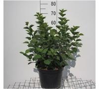 Philadelphus coronarius - Jasmin de jardin 60- 80 cm - Container
