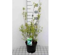 Philadelphus 'Manteau d'hermine' - Seringat ''Manteau D'Hermine', Jasmin Des Poètes 40-50 cm en pot