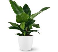 Philodendron - Philodendron Imperial Green - Vert - Facile d'entretien - avec pot Potter White - 55-65 cm - Ø 19 cm - Plante d'intérieur - À feuilles persistantes