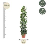 Philodendron scandens, plante d'intérieur de 160cm de haut et 27cm de diamètre