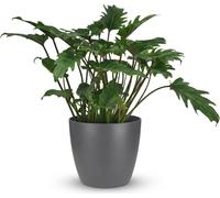 Philodendron Xanadu, plante d'intérieur de 60cm - plante à feuillage vert dans