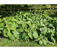 Phlomis russeliana 10-25cm Ø9cm 60 plants Plante vivace Résistante au froid