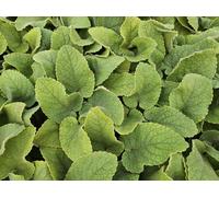 Phlomis russeliana 24 plants Plante vivace à fleurs jaunes Emplacement