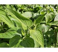 Phlomis russeliana, 48 plants, plante vivace résistante au froid, plante