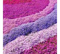 Phlox 4 Mix Rose, Violet, Blanc (Pot de 9cm) - Vivace colorée pour jardin - Bordures & Contenants