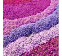 Phlox 4 Mix Rose, Violet, Blanc (Pot de 9cm) - Vivace colorée pour jardin - Bordures & Contenants