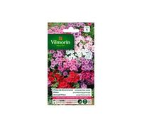 Graines De Phlox De Drummond Grande Fleur Variée Vilmorin