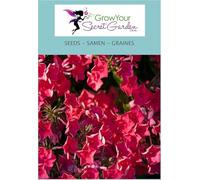 Phlox paniculata Red, Phlox des Jardins - vivace