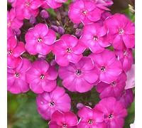 Phlox Seeds 30+ (Drummondii Hook） Graines de fleurs pour la maison/jardin/extérieur/cour/plantation de ferme