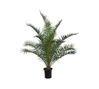 Phoenix Canariensis - Palmier dattier des Canaries - Palmier rustique - Plante de Jardin - P. 28 cm