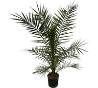 Phoenix Canariensis Palmier dattier des Canaries - Plante d'intérieur - Palmier