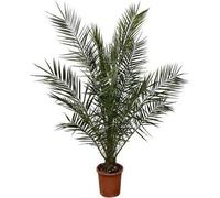 Phoenix canariensis - Palmier des Canaries - 170cm de haut, Ø24cm - Décoration