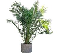 Phoenix canariensis, palmier des Canaries, 300cm, Ø50cm, palmier XXL aux