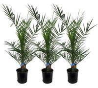 Phoenix canariensis (palmier des Canaries) - Plante d'intérieur Ø15cm, hauteur
