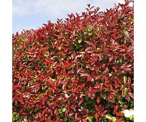 Photinia fraseri 'Red Robin' Arbuste - Haie de confidentialité persistante, Plante de jardin à croissance rapide, Arbuste extérieur à feuilles rouges robuste pour écran